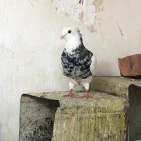 دوتا کفتر نر