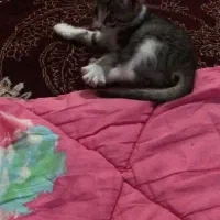 واگزاری بچه گربه
