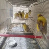 قناری رسمی بلند