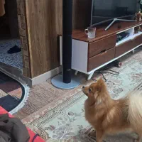 سگ نژاد اصل پامرین