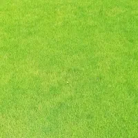 نشا شیرودی پر محصول