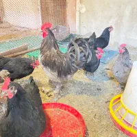 تخم مرغ نطفه‌دار استرالوپ آلمانی