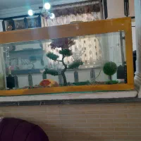 آکواریوم با دو عدد ماهی ( ماهی ها درصورت تمایل)