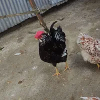 مرغ ‌ویاندونت وخروس ونیمچه خروس گلین