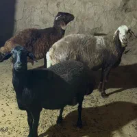 میش و بره هترو