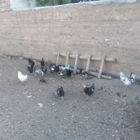 مرغ و خروس گلین
