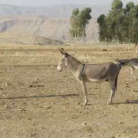 خر دو سال