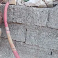 یک راس بزپاکستانی زاییده شیرا