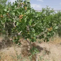 باغ-سنددار-مناسب-ساخت-ویلا
