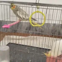 دو جفت عروس هلندی