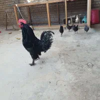 فروش یک عدد خروس مرندی