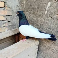 کبوتر سینه سیاه