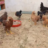 جوجه مرغ و خروس