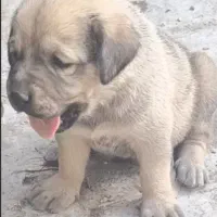 پژدر
