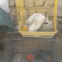 قفس پرنده