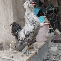 خروس سلطان درشت وجوان