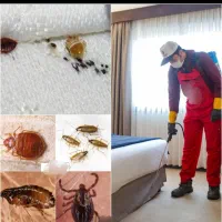 سم پاشی سمپاشی سوسک ساس حشرات موزی