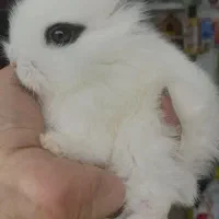 خرگوش نر لوپ مینیاتوری