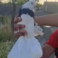 کبوتر|پرنده|نیشابور, دربقاضی|دیوار