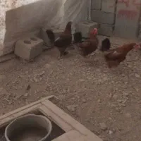 مرغ بومی