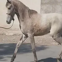 اسب نریان فروشی