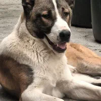 سگ سرابی پژدر خراسانی