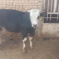 گوساله نر