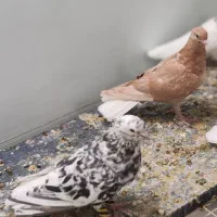 کفتر ـ دم سفید ـ نر و ماده