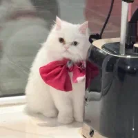 گربه