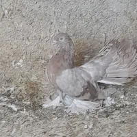 دمچتری ماده