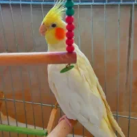 یک جفت عروس هلندی نروماده دستی