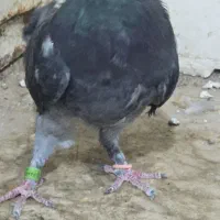 کبوتر البته زل کبوتر