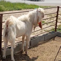 دوتاچپش روزگاری