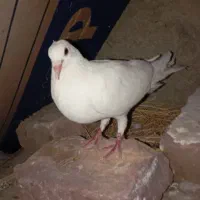 کفتر سفید سو دم زرد داره