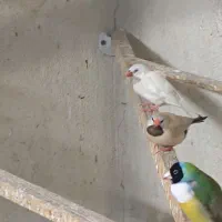 فنج کرواتی
