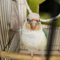 طوطی گرینچک