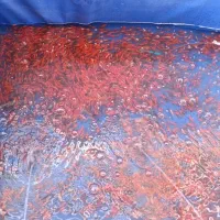 ماهی قرمز|ماهی|خمینی‌شهر, |دیوار