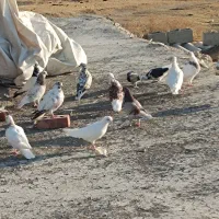 کبوتر پرشی و دکوری
