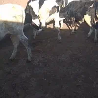 تعداد۲۰راس گوساله ماده چاق