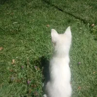 سگ خانگی