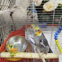عروس هلندی جفت گلباقالی قفس نو