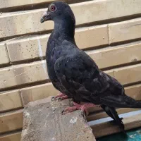 کفتر