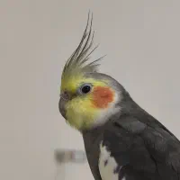 عروس هلندی نر