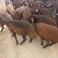 بره نر داشتی ارسال به سراسر کشور