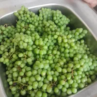 ابغوره تازه