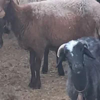 بره ماده و میش گوسفند چاق
