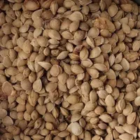 هسته زردالو