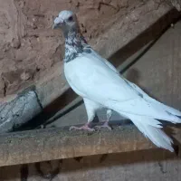 کفتر|پرنده|سبزوار, سیادتی|دیوار