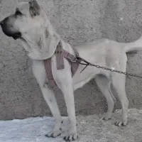 سگ سرابی