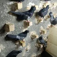 کبوترکلاغ رسمی